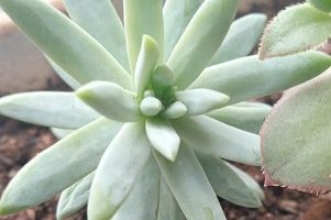 Dudleya Greenei Rose – Cotyledon, Suculenta Estrelada Foto da Muda