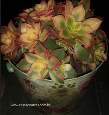 Aeinium Variegata, Aeonium Haworthii Kiwi – Como Cuidar de Suculenta
