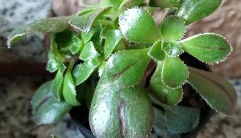 Tipos de Aeonium – Suas Características e Como Cuidar dos Eoniuns