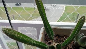 Cacto Samambaia Enxertado – Selenicereus Validus – Foto da Muda