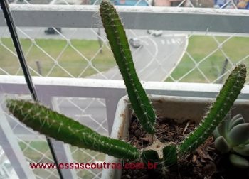 Cacto Samambaia Enxertado – Selenicereus Validus – Foto da Muda