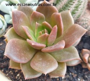echeveria-hot-chocolate-black-prince-