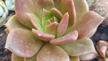 Echeverias Queimadas pelo Sol após Dias de Chuva e Remédio com óleo