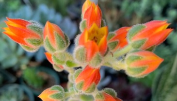 floração-da-echeveria-setosa-pulvinata-