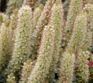 flor-suculenta-rosinha-de-pedra