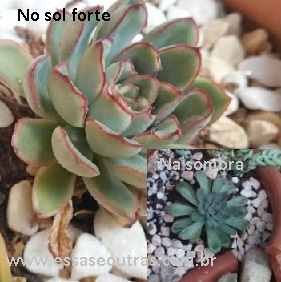 echeveria-pullidonis-cuidados-