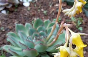 Echeveria Pullidonis – Suculenta com Folhas Verdes de Bordas Vermelhas