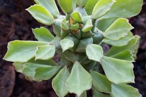 Euphorbia Monadenium Guentherii – Foto da Muda da Suculenta Salsicha