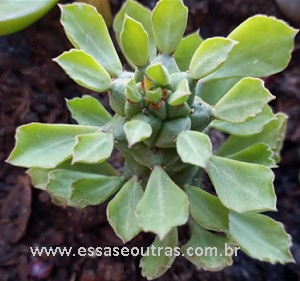muda-da-euphorbia-monadenium-guentherii-