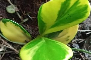 Clúsia Variegata – Planta Ornamental que Lembra Planta Jade, Diferenças
