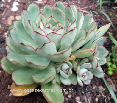 foto-de-mudas-da-echeveria-pullidonis-