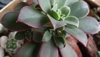 Aeonium Haworthii Colorido – Foto da Muda, Como Cuidar