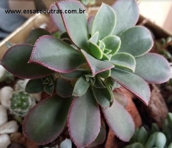 Aeonium Haworthii Colorido – Foto da Muda, Como Cuidar