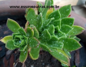 foto-da-muda-do-aeonium-simsii-