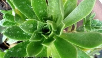 Aeonium Simsii – Foto da Muda do Aeonium com Miolo Fechado em Botão