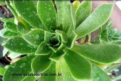 foto-da-roseta-do-aeonium-simsii-como-cuidar-