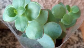 Kalanchoe Marnieriana – Foto da Muda, Como Cuidar, Cor da Flor