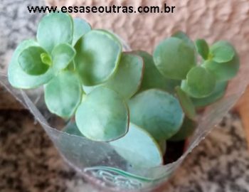 Kalanchoe Marnieriana – Foto da Muda, Como Cuidar, Cor da Flor