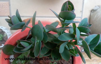 kalanchoe-marnieriana-foto-da-muda-