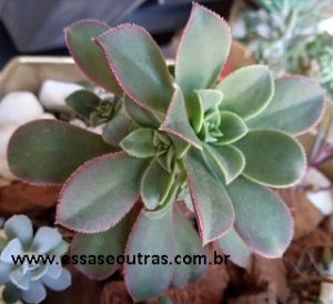 tipos de aeonium-haworthii-foto-de-muda-