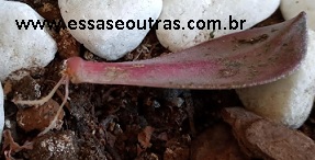 como-fazer-muda-de-aeonium-variegata-por-folhas