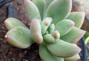  Pachyveria Dr Cornelius ou Pachyveria Royal Flush? Foto e Cuidados