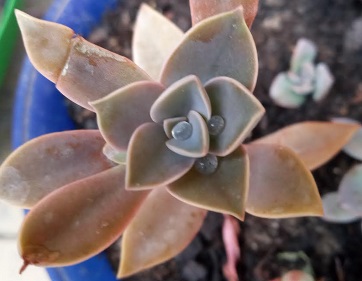 muda-de-graptoveria-fred-ives