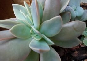 Graptoveria Fred Ives Cristata – Foto da Muda Cristata, Como Cuidar