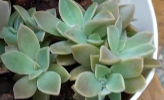 Graptoveria Fred Ives – Foto da Muda, Como Cuidar, Solo, Rega