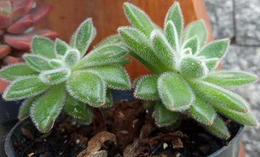 muda-da-echeveria-doris-taylor-