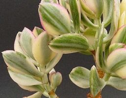 Planta Jade Variegata – Foto da Muda da Crassula Ovata Tricolor, Cuidar