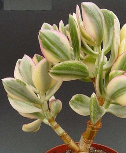 foto-da-muda-da-planta-jade-variegata-
