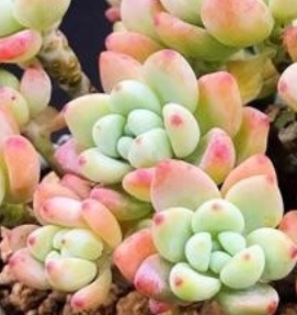 sedum-clavatum-foto-da-suculenta-
