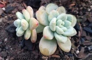 Sedum Clavatum – Como Identificar, Flor, Muda e Cuidados