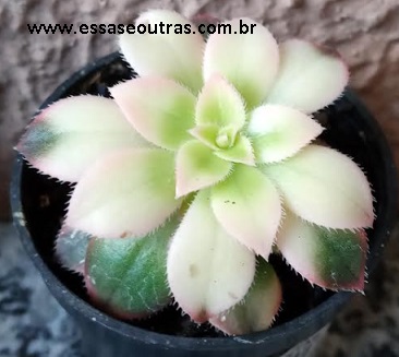 suculenta-aeonium-variegata-foto-