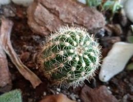 Cacto Lobivia SP – Como Cuidar Cacto Aglomerado, Fazer Muda