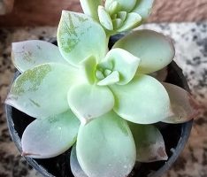 Graptoveria Milk Way – Foto da Muda, Como Cuidar, Cor da Floração