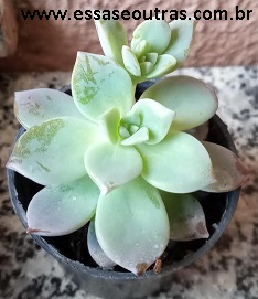 suculenta-graptoveria-milk-way-