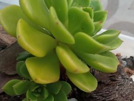 Sedeveria Letizia – Foto da Muda, Como Cuidar, Rega, Sol e Floração