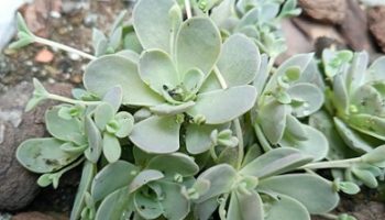 Suculenta Rosinha de Pedra com Pulgão Preto Cuidar Orostachy Iwarenge
