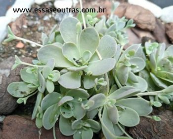 Suculenta Rosinha de Pedra com Pulgão Preto Cuidar Orostachy Iwarenge