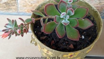 Echeveria Setosa Pulvinata, Doris Taylor Diferenças Suculenta Aveludada