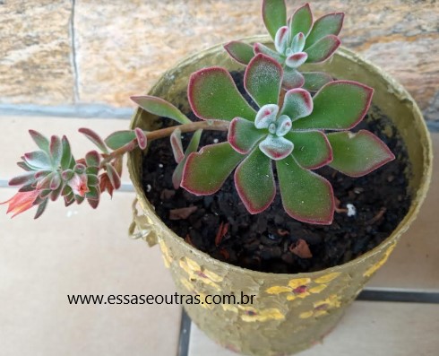 echeveria-pulvinata-rose-com-flor-
