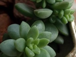 Sedum Treleisei – Foto da Muda, Como Cuidar Rega, Sol ou Sombra