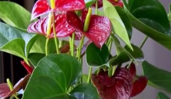 Antúrio é Planta de Sol ou Sombra? Como Cuidar, Adubar, Rega e podar