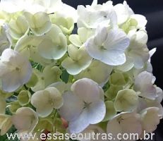 Cor da Flor da Hortênsia e PH do Solo – Curiosidades da Natureza