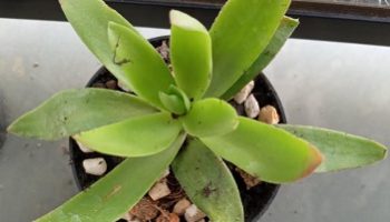 Crassula Capitella, Crassula Fogueira – Campfire – Foto da Muda, Cuidar