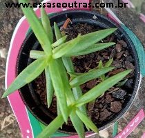 Crassula Tetragona – Suculenta Pinheiro Miniatura – Foto da Muda