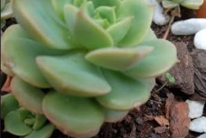 Echeveria Derenbergii – Rosa de Pedra Suculenta Alta Camadas de folhas