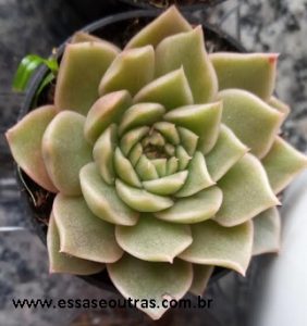 foto-da-muda-da-suculenta-echeveria-gilva-bronze-